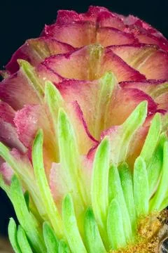 Macro pine flower Stock Photos