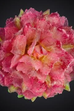 Macro pine flower Stock Photos