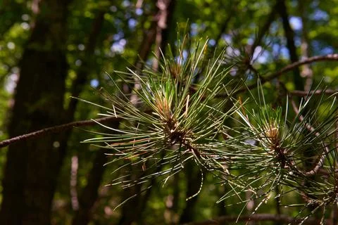 A macro of a pine leaf in autumn Stock Photos