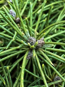 Macro Pine Needles with Buds and Young Cones in Spring Stock Photos