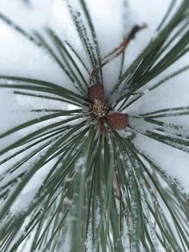 Macro Pine Needles Close Up Asset Stock Photos