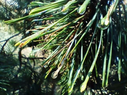 Macro Pine Needles With Dew Drops in Sunlight Stock Photos