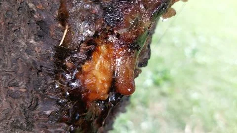 Macro pine resin droplets on tree bark with natural textures Stock-Fotos