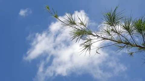 Macro Pine Spruce Branch Needle Background Blue Sky Christmas Template Stock Footage 323079368