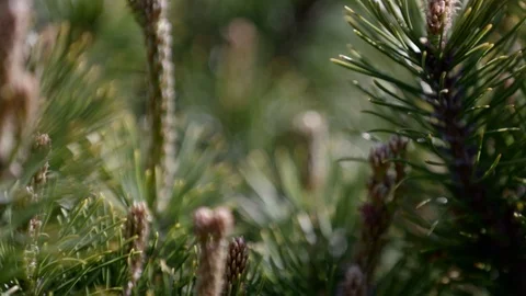 Macro pine tree branch 库存影片 87092104