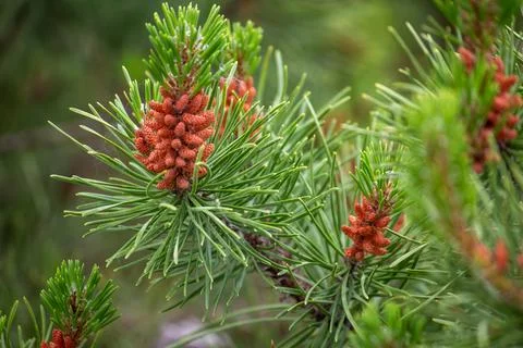 A macro of a pine tree branch Stock Photos
