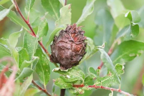 Macro of a pinecone gall on a willow tree Stock Photos