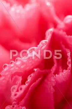 Macro of pink carnation flower with water droplets (shallow focus) Stock Photos