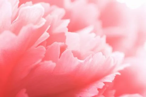 Macro of pink carnation Stock Photos