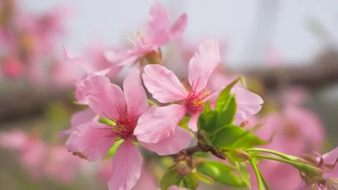 Macro Pink Cherry Blossom Cluster Swaying in Spring Breeze Stock Footage 342223138
