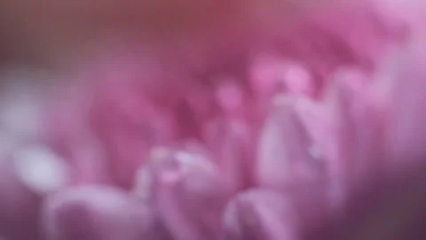 Macro pink daisy flower Stock Footage 86012707