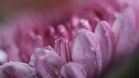 Macro pink daisy flower Stock Footage 86012714