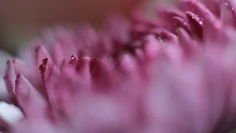 Macro pink daisy flower Stock-Footage 86012722