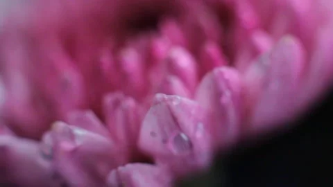Macro pink daisy flowers Stock-Footage 86012741
