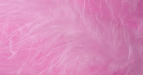 Macro Pink Feather Texture Background. Stock Footage 327484855