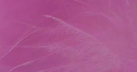 Macro Pink Feather Texture Background. Stock Footage 327485437