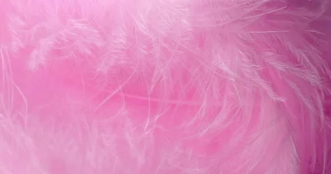 Macro Pink Feather Texture Background. Stock Footage 329611546