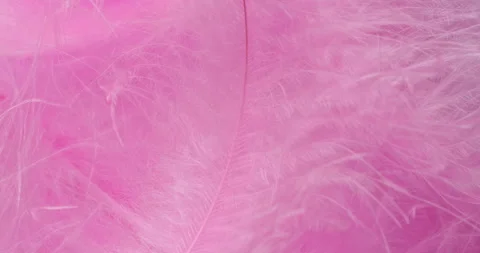 Macro Pink Feather Texture Background. Stock Footage 329613747