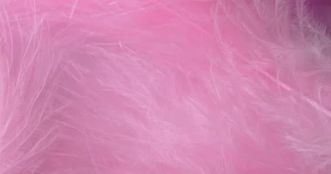 Macro Pink Feather Texture Background. Stock-Footage 330104236