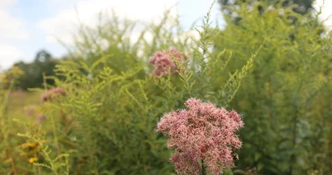 Macro of pink flower on green forest trail Stock Footage 112583610