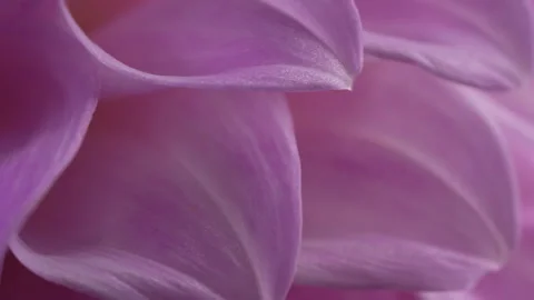 Macro of pink flower petals Stock Footage 132336954