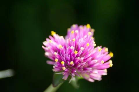 Macro Pink Flower Stock Photos