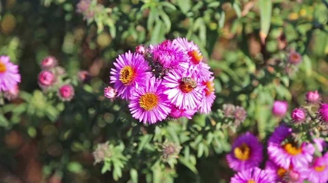 Macro pink flowers and bee Stock Footage 41867213