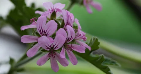 Macro pink flowers of mosquito repelling plant Mozzie buster Stock Footage 130385053
