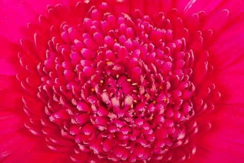 Macro  of pink gerber flower Stock-Fotos