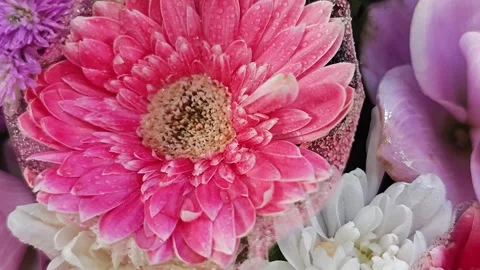 Macro pink gerbera daisy with droplets in bouquet. Stock Footage 342319408