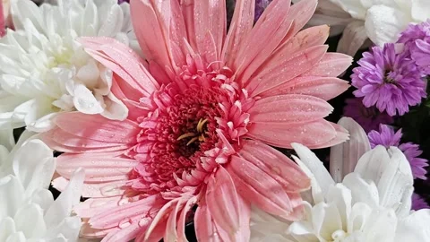 Macro pink gerbera daisy flower in bouquet. Stock Footage 342319453