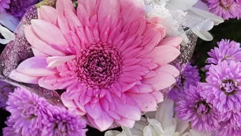 Macro pink gerbera daisy with water drops in bouquet. Stock Footage 342319390
