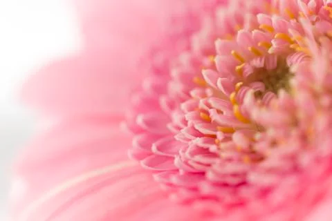 Macro of Pink Gerbera Stock Photos