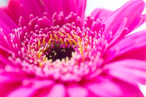 Macro of Pink Gerbera Stock Photos