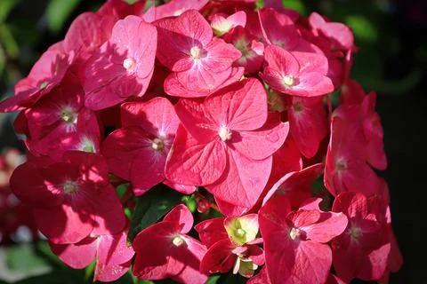 Macro of pink hydrangea blossoms in bloom Stock Photos