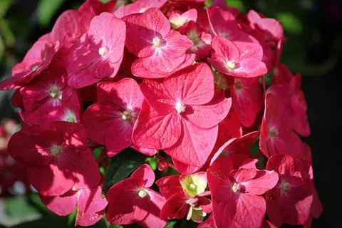 Macro of pink hydrangea blossoms in bloom Macro of pink hydrangea blossoms... Stock Photos