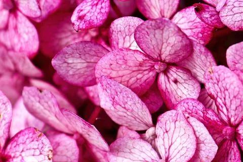 Macro of pink hydrangea flowers in full bloom Stock Photos