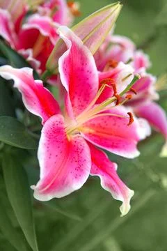 Macro pink lily flower isolated on green background Stock Photos