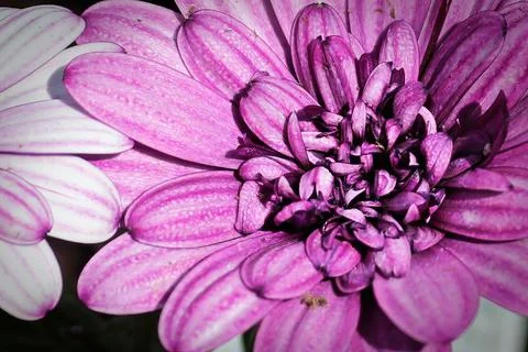 Macro of a pink osteospermum flower in bloom Stock Photos