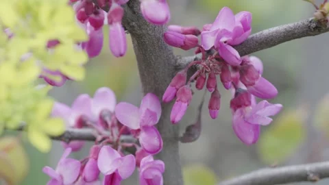 Macro of Pink Redbud Tree Blossoms in Spring Stock-Footage 335964096