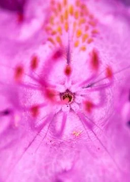 Macro of pink rhododendron Stock Photos