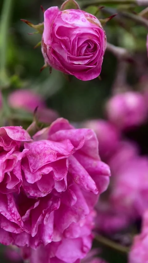 Macro pink rose bush Stock Footage 245101512