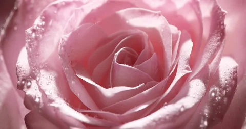 Macro of pink rose Stock-Footage 174083314