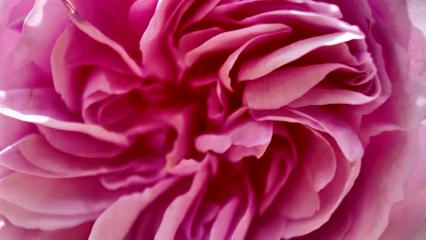 Macro Pink Rose Petals Close-Up — Detailed Floral Bloom Texture and Romantic Stock Footage 334947675