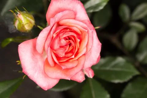 Macro pink rose Foto stock