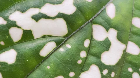 Macro Pink Spotted Leaf Texture with Soft Botanical Background Stock Footage 346337394