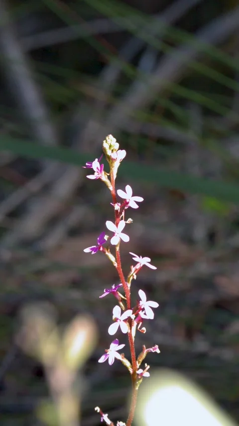 Macro of Pink Trigger Plant Wildflower in Australian Bushland Video stock 342720725