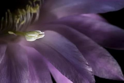 Macro pistil echinopsis Photos