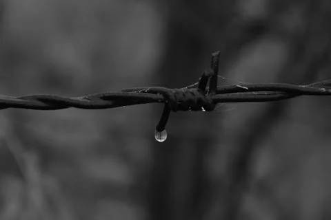 Macro Plain Wire 1 스톡 사진