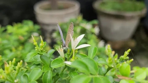 Macro of Plains Cupid Butterfly Foraging on White Orange Jasmine Flower 库存影片 337546834